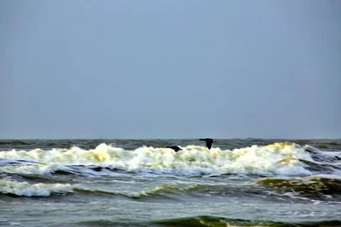 Canada Geese Stock Photos