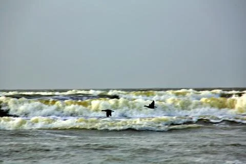 Canada Geese Foto stock