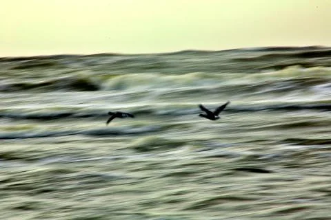 Canada Geese Stock-Fotos