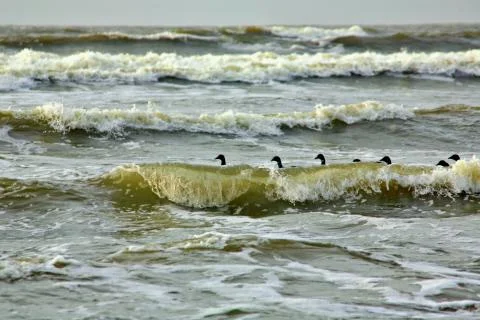 Canada Geese 스톡 사진