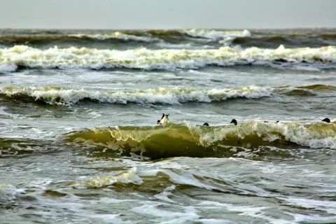 Canada Geese Stock Photos