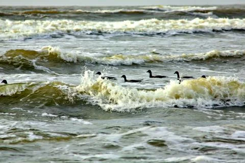 Canada Geese Stock Photos