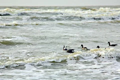 Canada Geese 스톡 사진