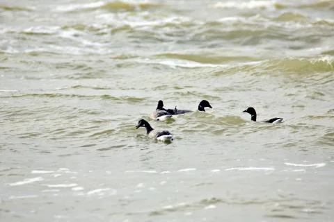 Canada Geese Stock Photos