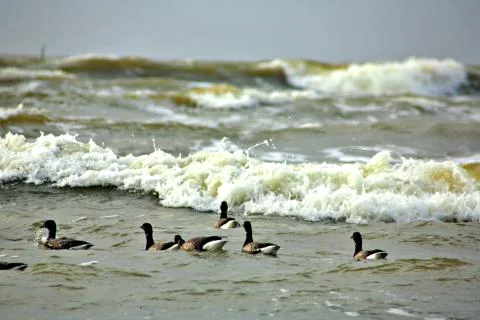 Canada Geese Fotos de archivo