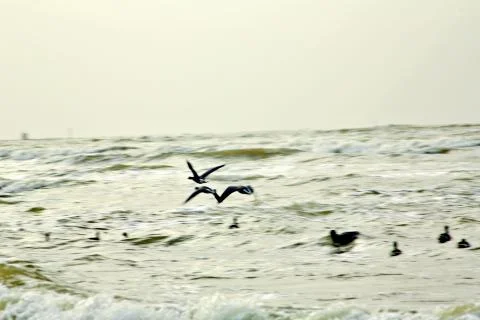 Canada Geese Stock Photos