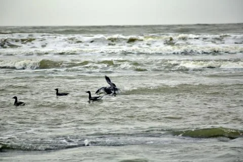 Canada Geese 스톡 사진