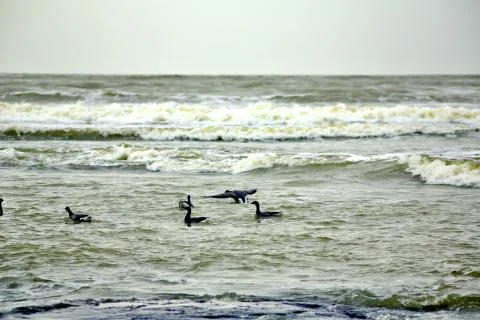 Canada Geese Stock Photos