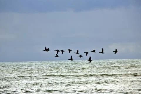 Canada Geese Stock-Fotos