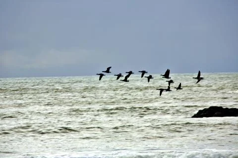 Canada Geese Stock-Fotos