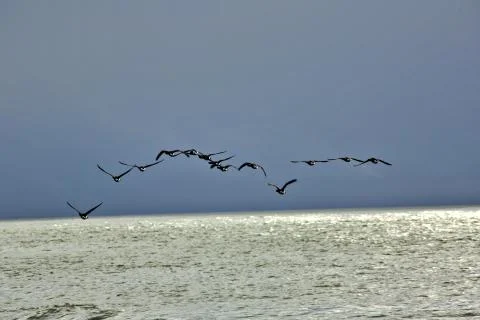 Canada Geese Stock Photos