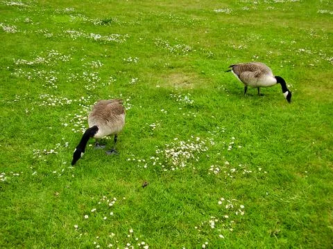 Canada Geese. Stock Photos