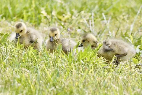 Canada Geese Stock Photos