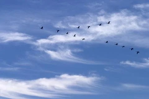 CANADA GEESE Stock Photos