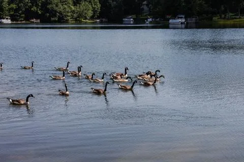 Canada geese playing follow the leader in a lake Stock Photos