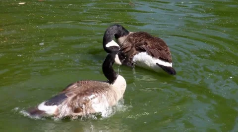 Canada geese in the pond Stock Footage 8621606