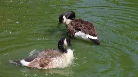 Canada geese in the pond Stock Footage 10820395