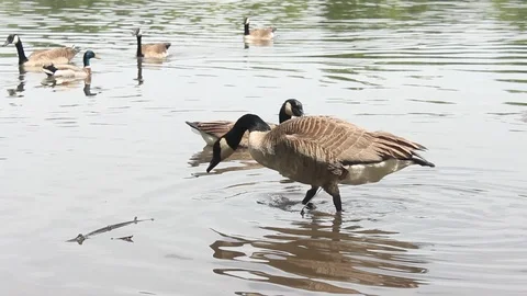Canada Geese at Pond Video stock 90295792