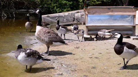 Canada Geese by the Pond Stock Footage 293229056