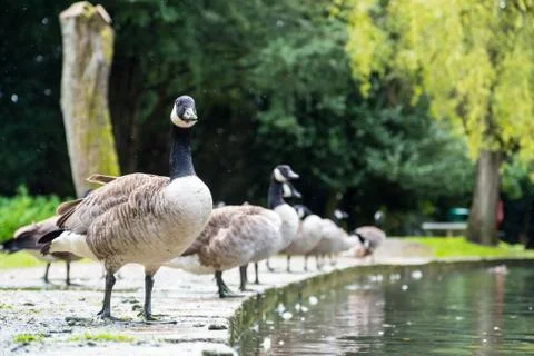 Canada Geese at Pondside Stock Photos