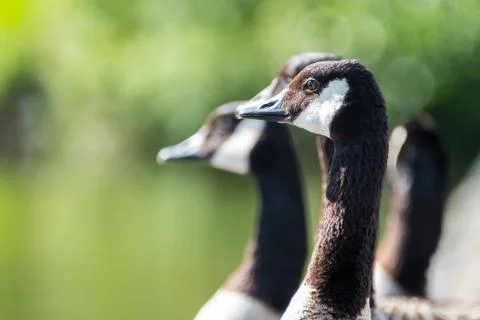 Canada Geese at Pondside Stock Photos