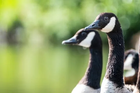 Canada Geese at Pondside Stock Photos