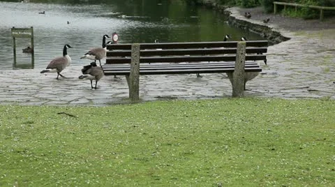 Canada geese in the rain 3 Stock Footage 11339141