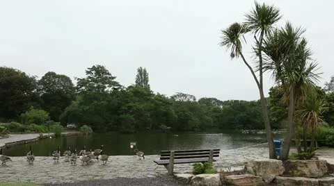 Canada geese in the rain Stock Footage 11338830
