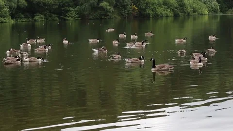 Canada Geese resting on water 스톡 동영상 80925610