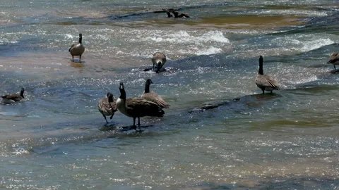 Canada geese on a river Video stock 246771088