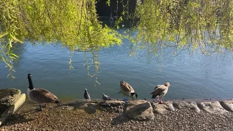 Canada geese at the river 库存影片 331339937