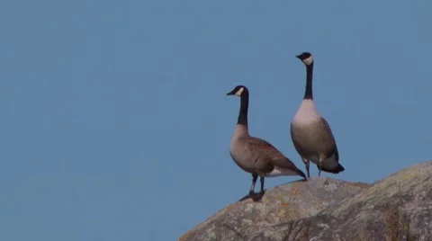Canada Geese on Rocks Stock Footage 7739300