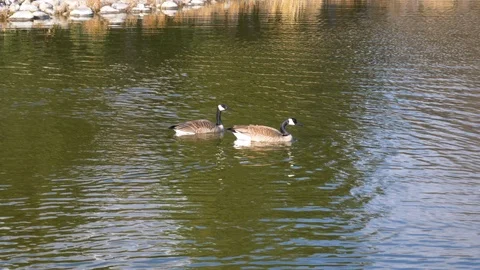 Canada geese shake thier heads in warning Stock Footage 105621353
