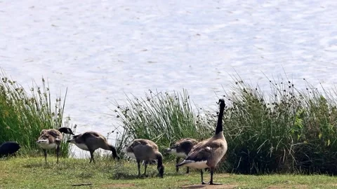 Canada Geese at shore  Video stock 247448304