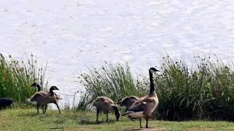 Canada Geese at shore  Stock Footage 247485408