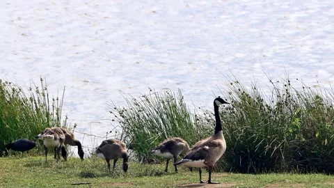 Canada Geese at shore  Stock Footage 247489693