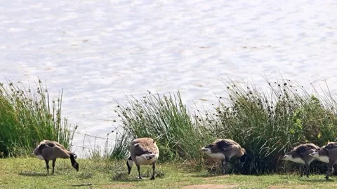 Canada Geese at shore  Stock Footage 262021609