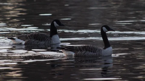 Canada geese in silvery waters Stock Footage