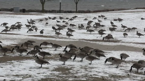 Canada geese in the snow and not migrating in winter weather and climate change Vídeo Stock 147996060