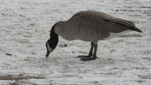 Canada geese in the snow and not migrating in winter weather and climate change Vídeos de archivo 147999312