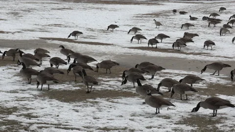 Canada geese in the snow and not migrating in winter weather and climate change Stockbeeldmateriaal 147999515