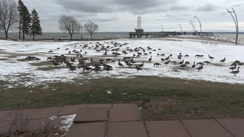 Canada geese in the snow and not migrating in winter weather and climate change Video stock 147999767