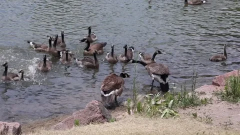 Canada Geese Splashing in a Pond Stock Footage 338189603