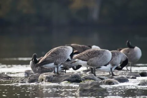 Canada Geese Standing on Rocks Stock Photos