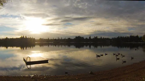 Canada geese swim by sunset view.  Stock Footage 67869339
