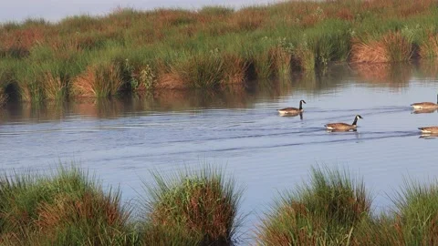 Canada geese swimming in river Stock Footage 221512013