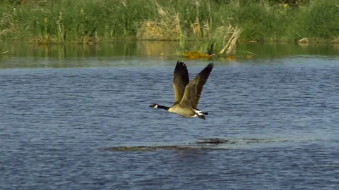 Canada Geese Take Flight, Birds, Fly, Flying Stock-Footage 344584120