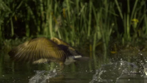 Canada Geese Take Flight, Birds, Fly, Flying Stock-Footage 344584414