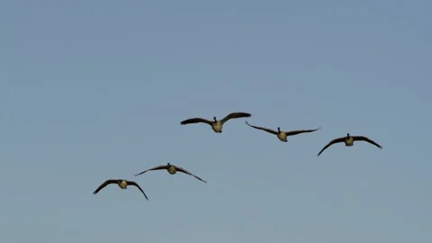 Canada Geese Take Flight, Birds, Fly, Flying Vídeo Stock 346240752