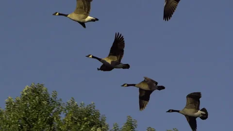 Canada Geese Take Flight, Birds, Fly, Flying Vídeo Stock 346240756